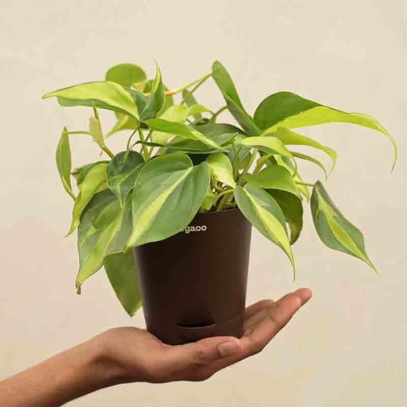 Ugaoo Philodendron Brasil Plant media 5