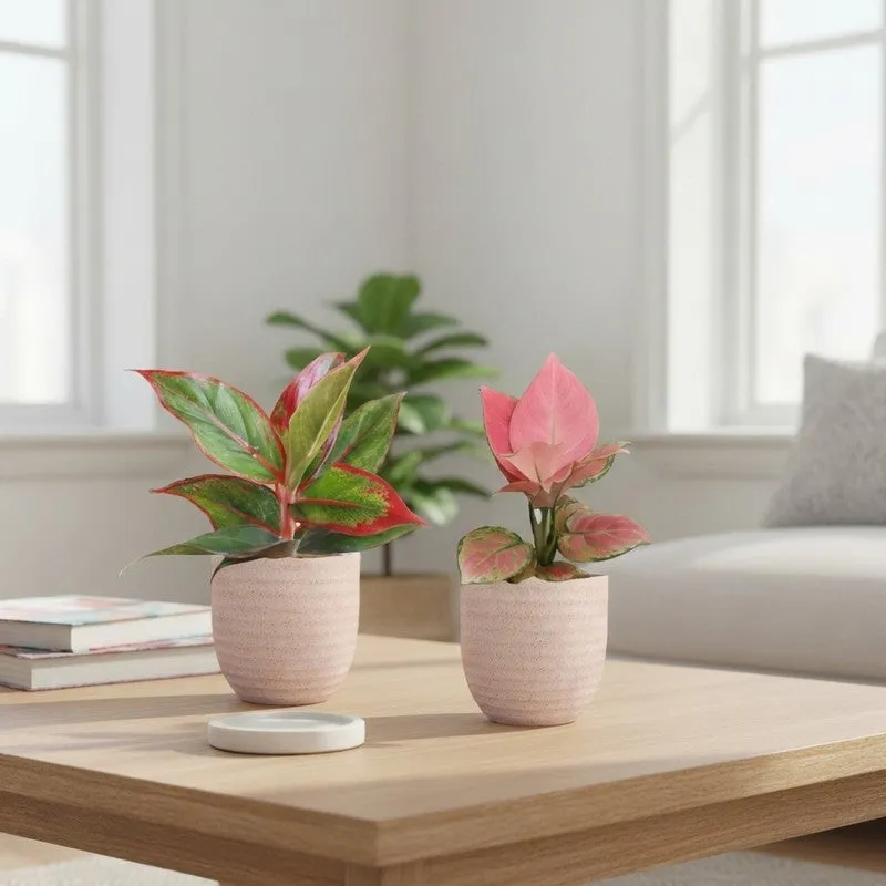 Greenkin Aglaonema Pink & Lipstick Live Plants (Ivory) - Set Of Two media 1