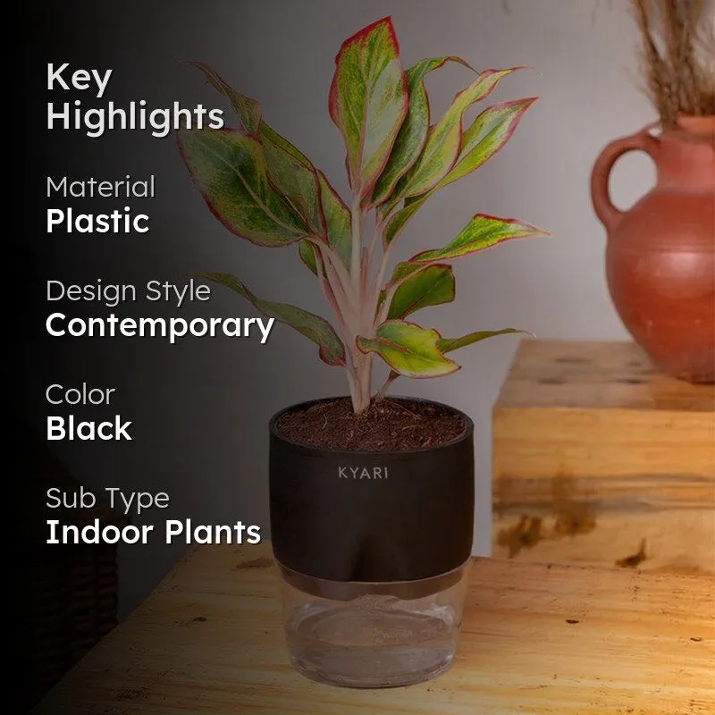 Kyari Aglaonema Lipstick Plant With Self Watering Pot - Black media 2