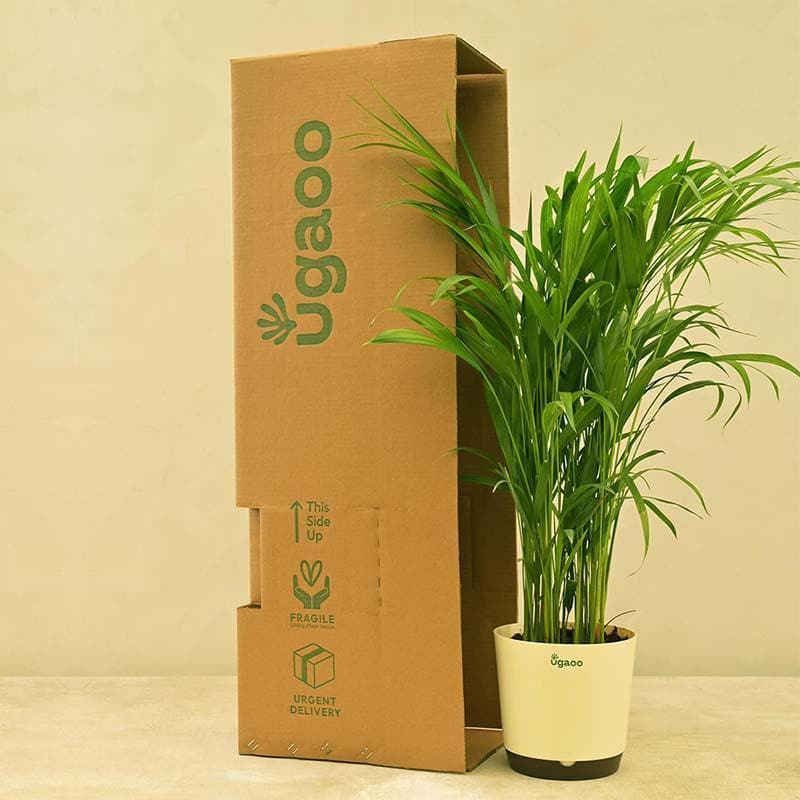 Ugaoo Lush Green Areca Palm Live Plant media 6