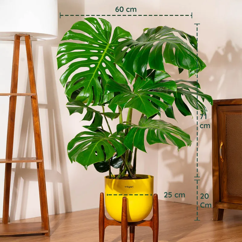 Kyari Monstera Deliciosa Plant With Metal Self Watering Pot(Yellow) - 3 Feet media 5