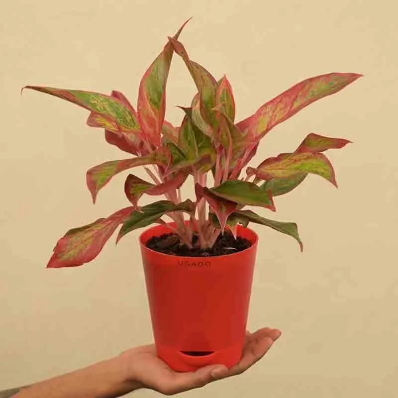 Ugaoo Aglaonema Red Plant - Medium media 4