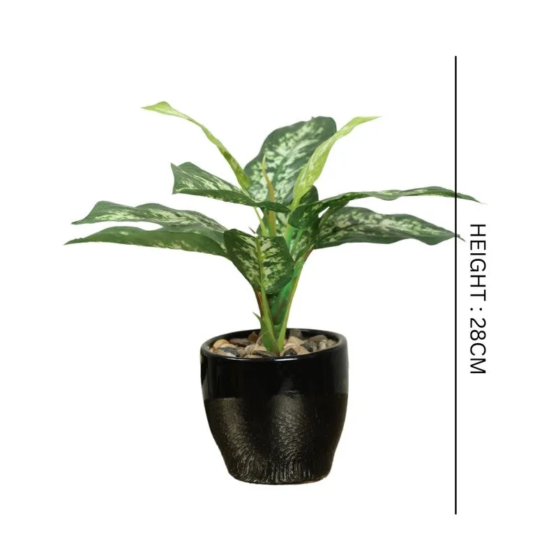 Artificial Yellow Dieffenbachia Bonsai Plant With Ceramic Pot - 0.7 Feet media 5