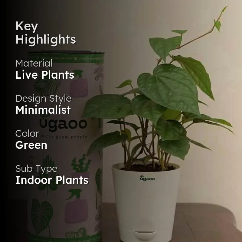 Ugaoo Betel Leaf Plant (Magai Paan) media 2