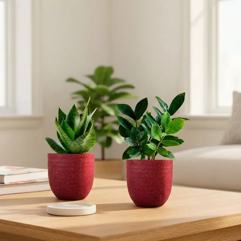 Greenkin ZZ & Snake Live Plants (Red) - Set Of Two media 1