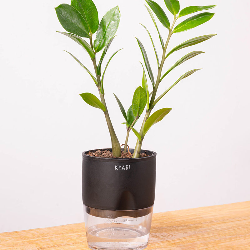 Kyari Zamia Green (ZZ) Plant With Self Watering Pot - Black media 6