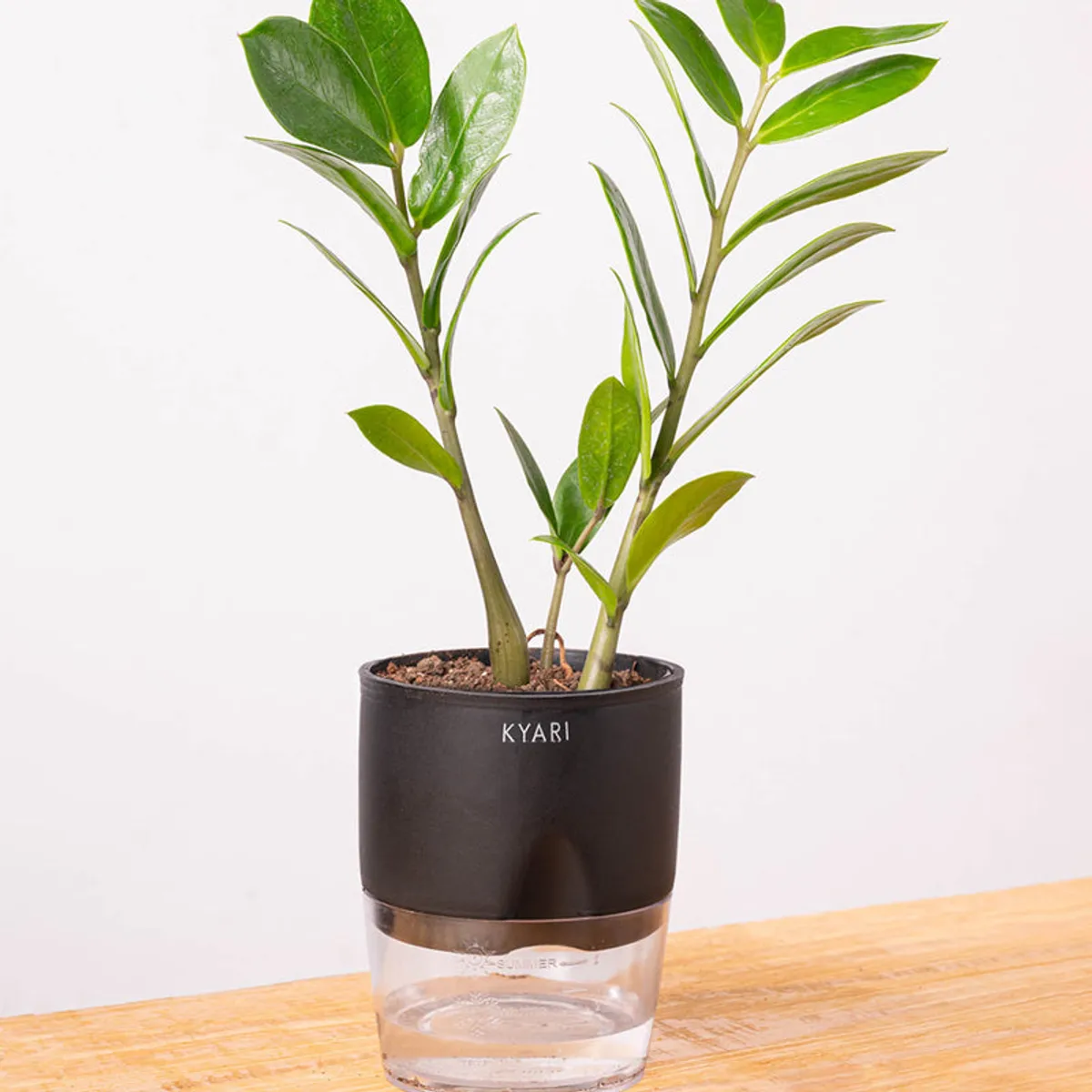 Green ZZ plant in a black pot with a clear base against a white background