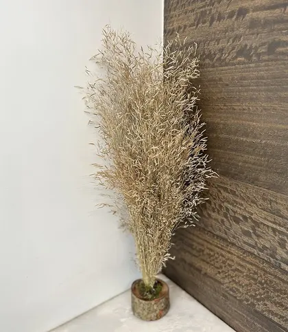 Dried Flowers & Leaves
