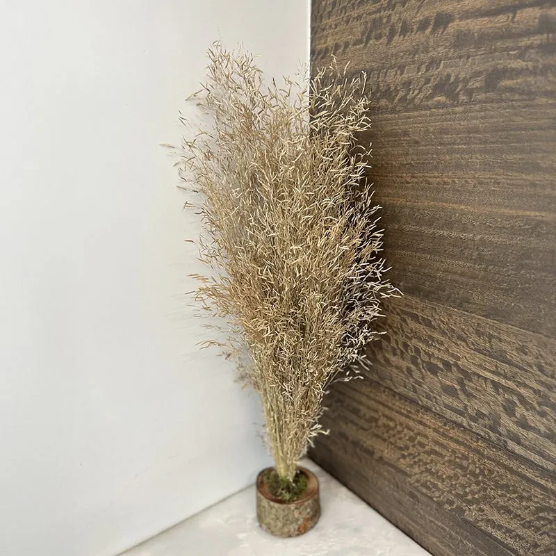 Field Fade Dried Grass - Beige media 1