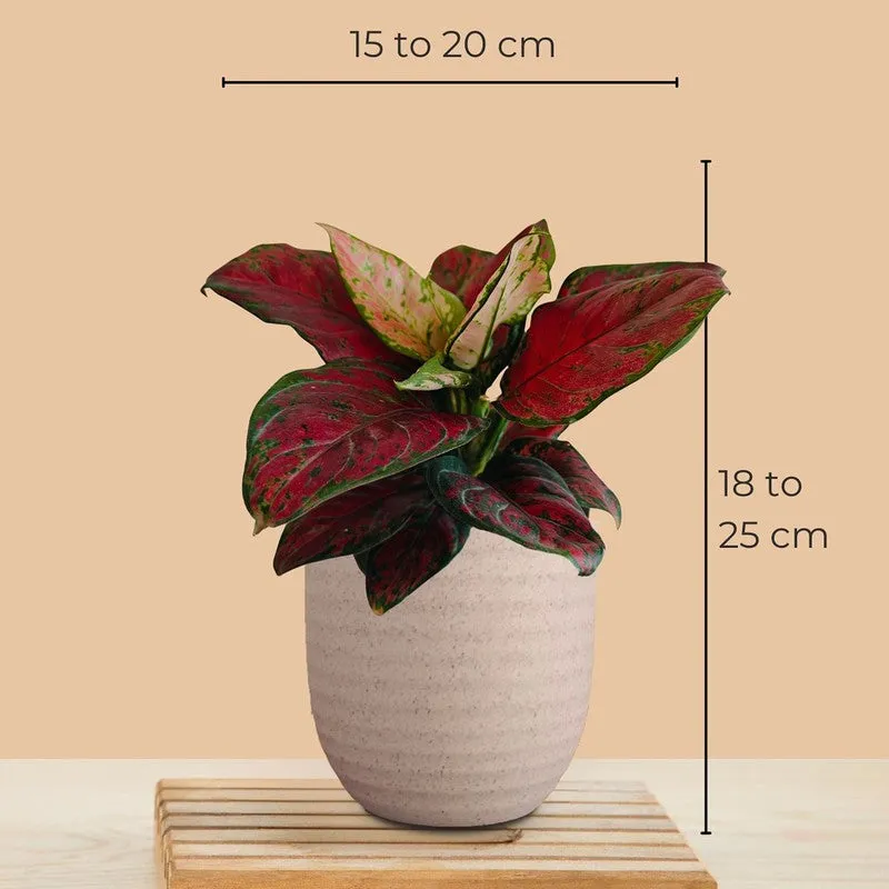 Greenkin Aglaonema Red Beauty Live Plant - Ivory media 8