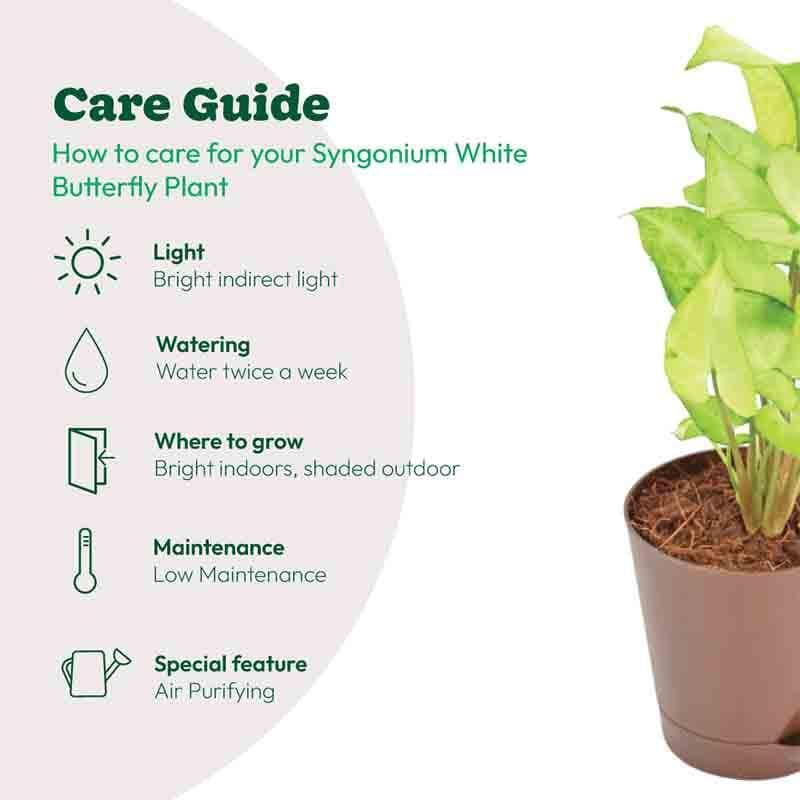 Ugaoo Syngonium White Butterfly Plant media 8