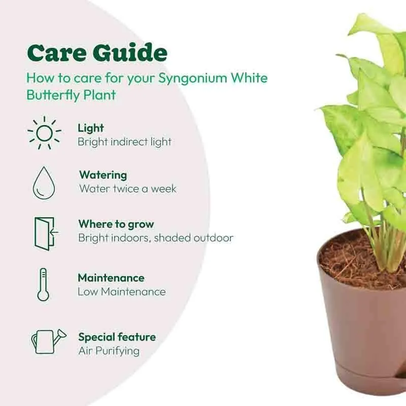 Ugaoo Syngonium White Butterfly Plant media 8
