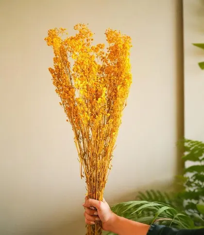 Dried Flowers & Leaves