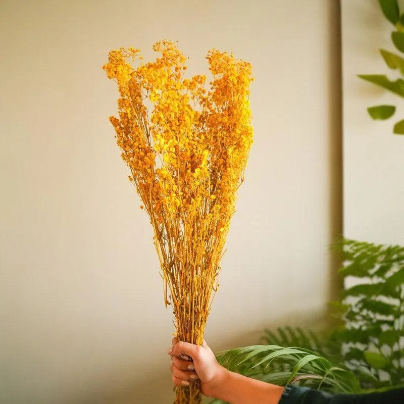 Naturally Dried Baby Breath Gypsophila Stems (Yellow) - Set Of Five media 1