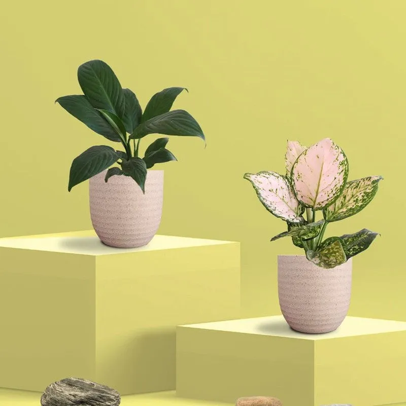 Greenkin Aglaonema Wishes & Lily Live Plants (Ivory) - Set Of Two media 3