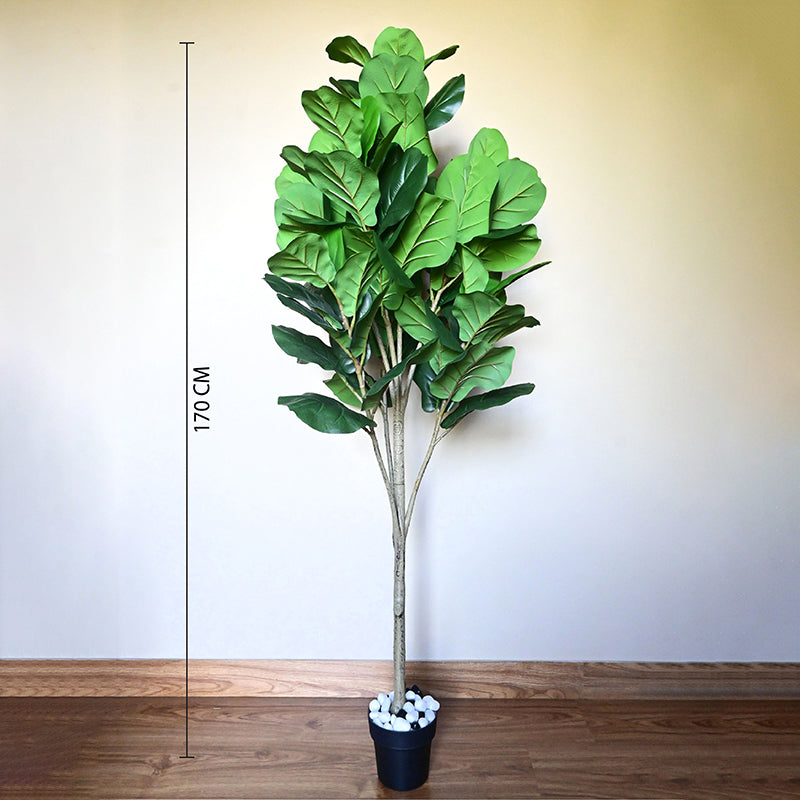 Aveli Artificial Fig With Black Plastic Pot - 80 cm (2.6 ft) media 4
