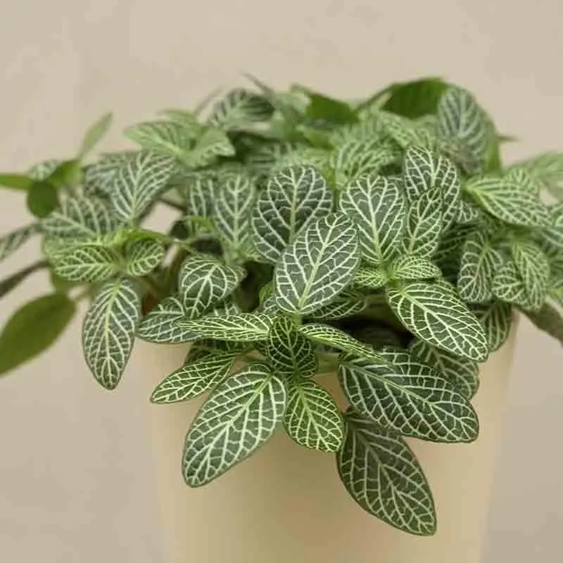 Ugaoo Fittonia Green Plant (Nerve Plant) media 3