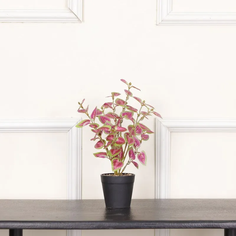 Artificial Coleous Plant With Black Fiber Pot (Pink) - 1 Feet media 3