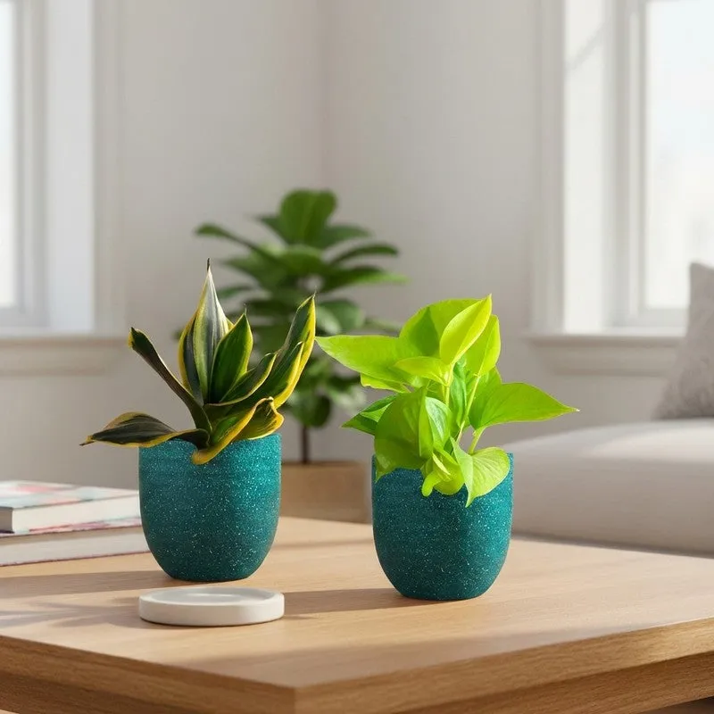 Greenkin Money Plant Golden & Golden Snake Live Plants (Green) - Set Of Two media 1