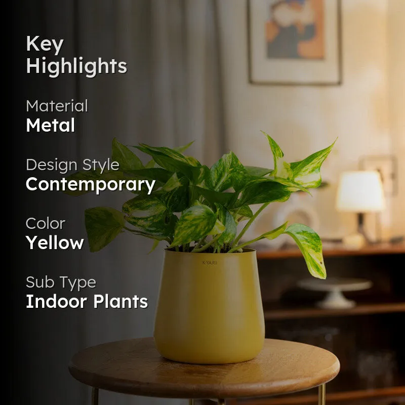 Kyari Areca Palm With Metal Self Watering Pot - Yellow media 2