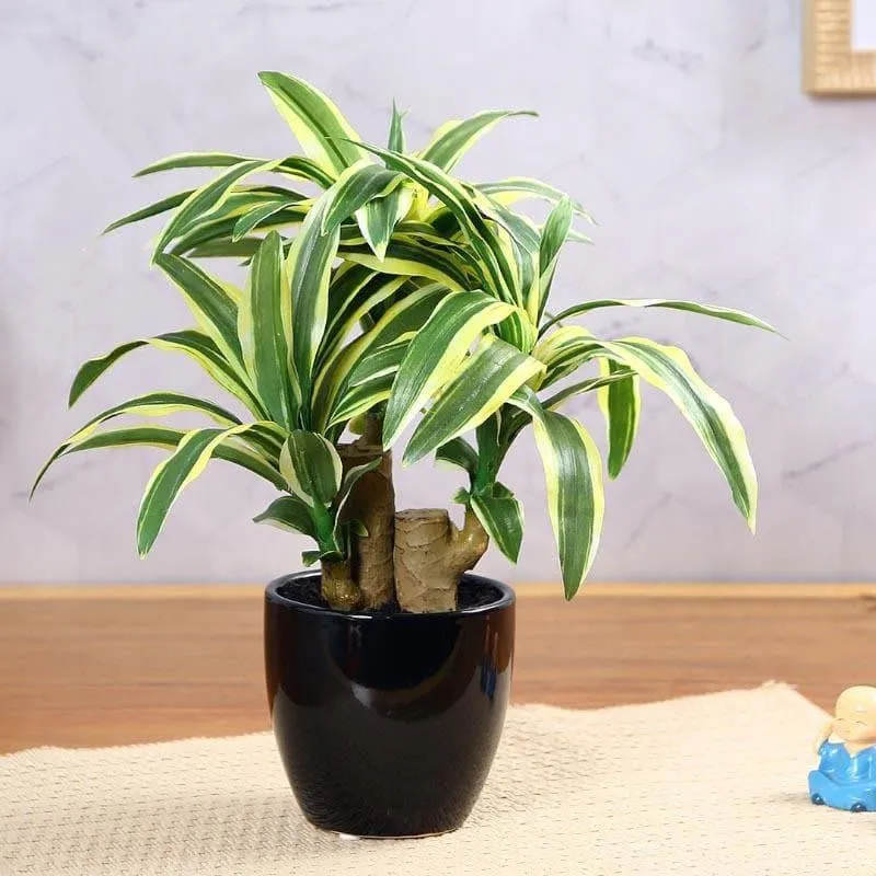 Faux Dracaena Bonsai (35 cms) - Yellow & Green media 2
