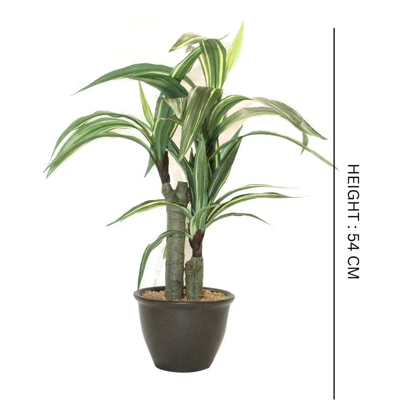 Artificial Yellow Dracaena Bonsai Plant With White Ceramic Pot - 1.8 Feet media 5