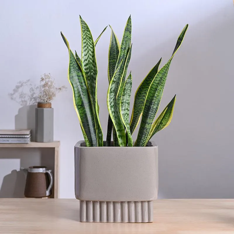 Ugaoo Sleepy Sprout Square Ceramic Planter - Light Grey media 3