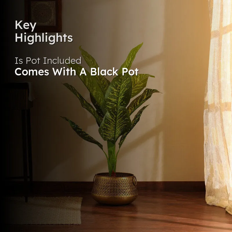 Artificial Dieffenbachia Plant With Black Plastic Pot 3 ft media 2