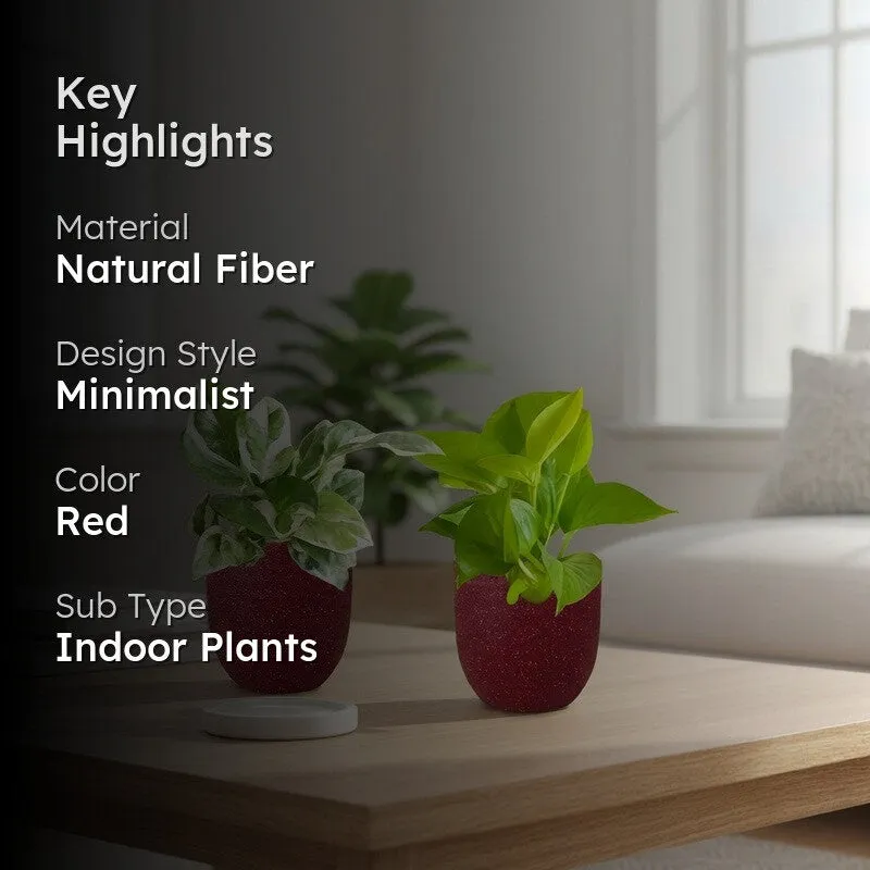 Greenkin Money Plant & Golden Pothos Live Plants (Red) - Set Of Two media 2