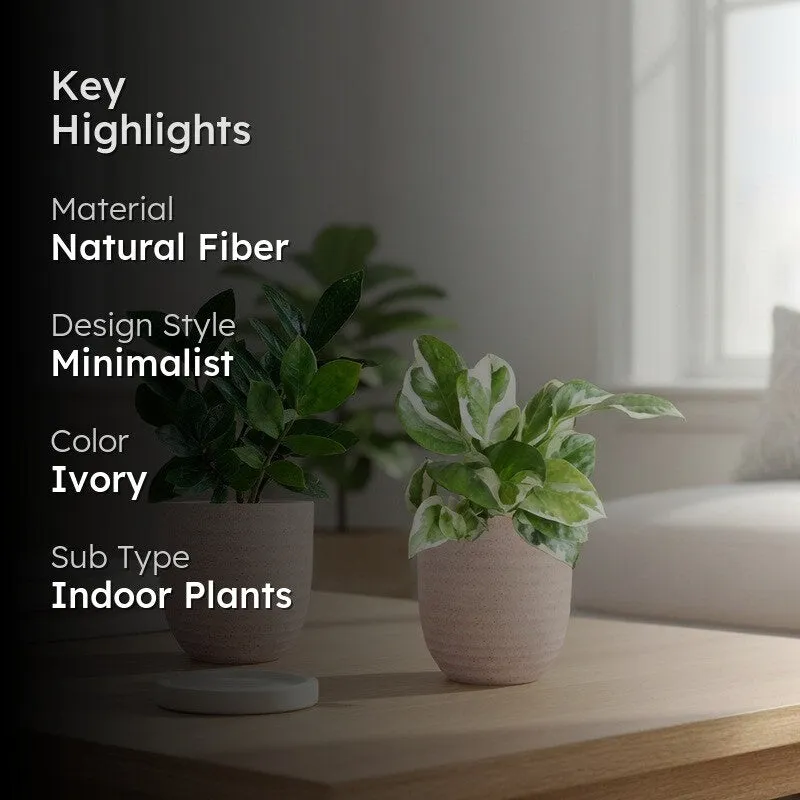 Greenkin ZZ & Njoy Live Plants (Ivory) - Set Of Two media 2