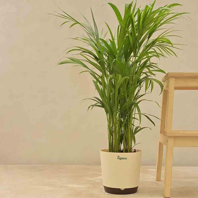 Ugaoo Lush Green Areca Palm Live Plant media 3