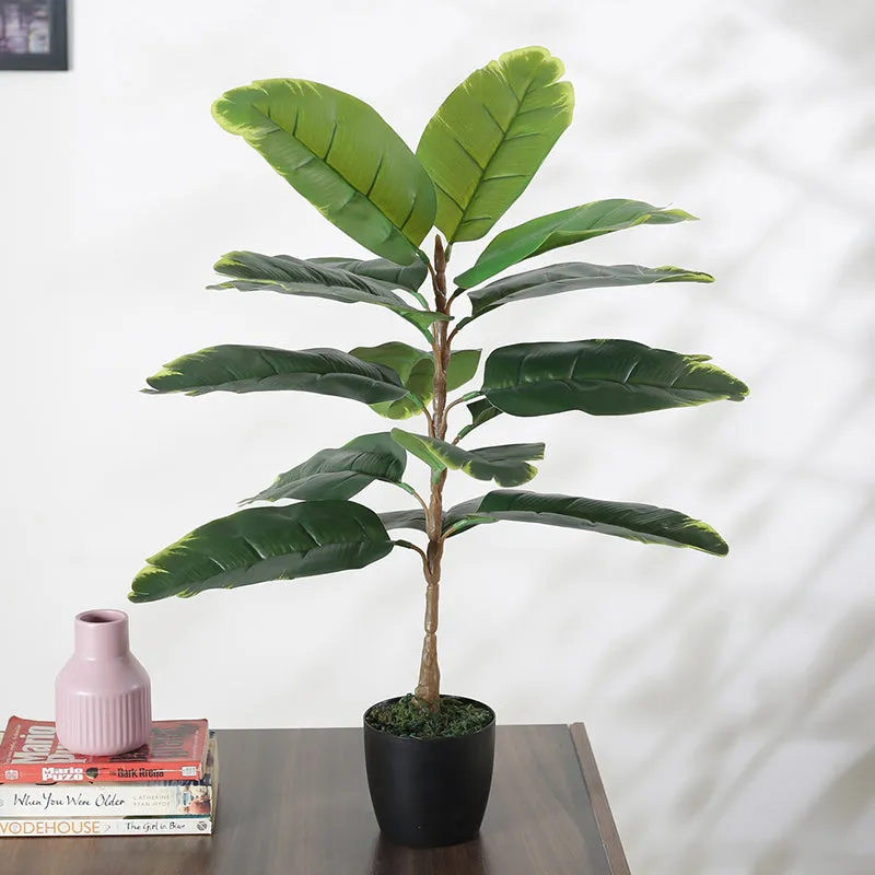 Faux Yellow Rubber Plant With Black Plastic Pot - 2.46 ft media 3