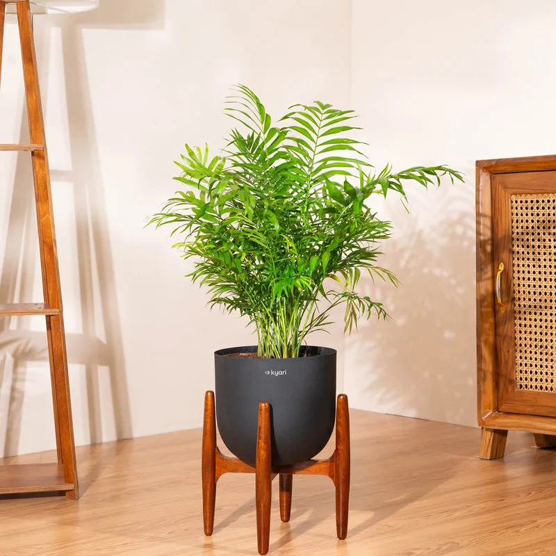 Kyari Areca Palm With Metal Self Watering Pot (Black) - 3 Feet media 1