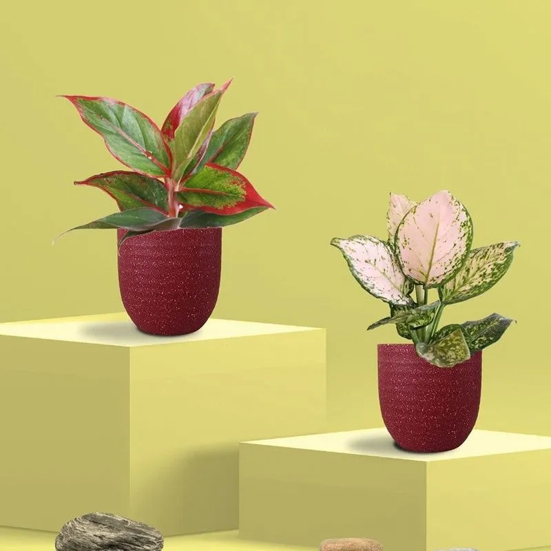 Greenkin Aglaonema Wishes & Lipstick Live Plants (Red) - Set Of Two media 3