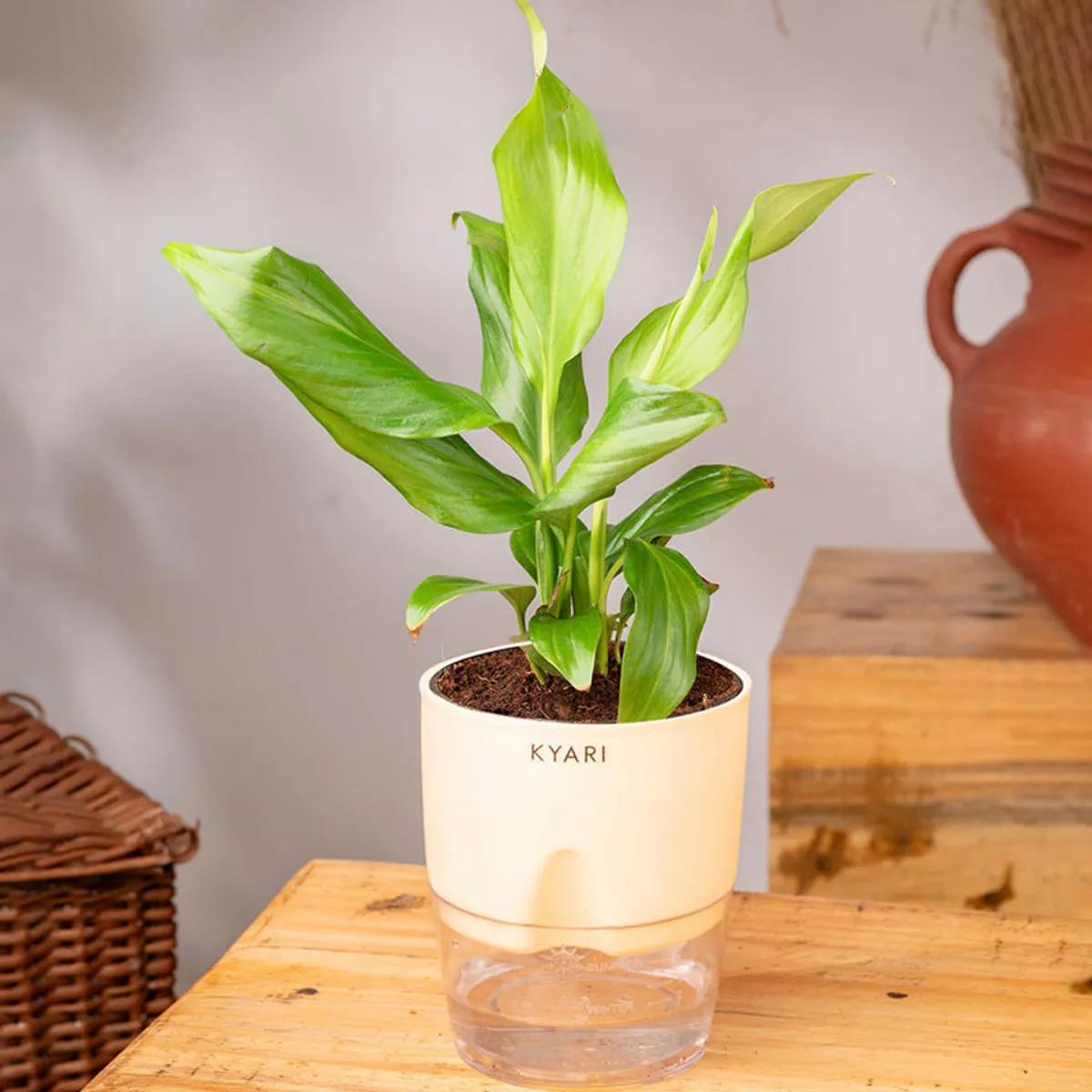 Peace Lily with lush green leaves in an ivory pot on a wooden table.