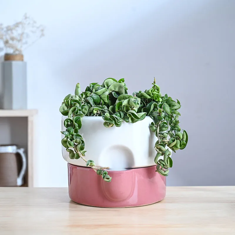 Ugaoo Lady Leafington Ceramic Planter - White & Pink media 2