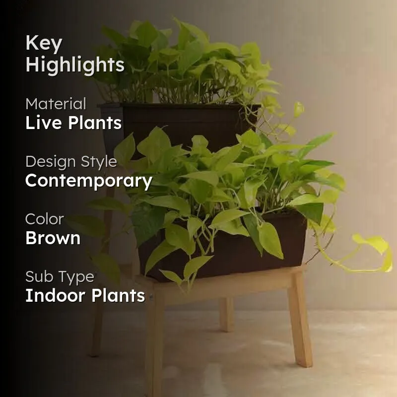 Ugaoo Money Plant Golden Plant - Set of 2 media 2