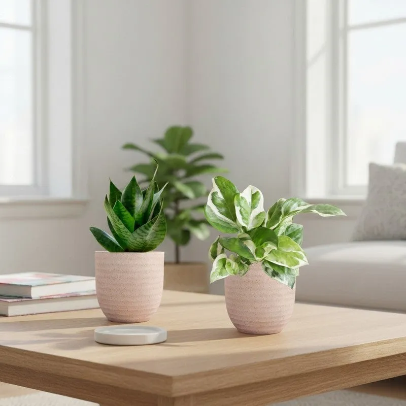 Greenkin Money Plant NJoy & Snake Live Plants (Ivory) - Set Of Two media 1