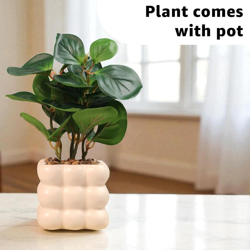 Ivory Bubble Vase with plant media 6
