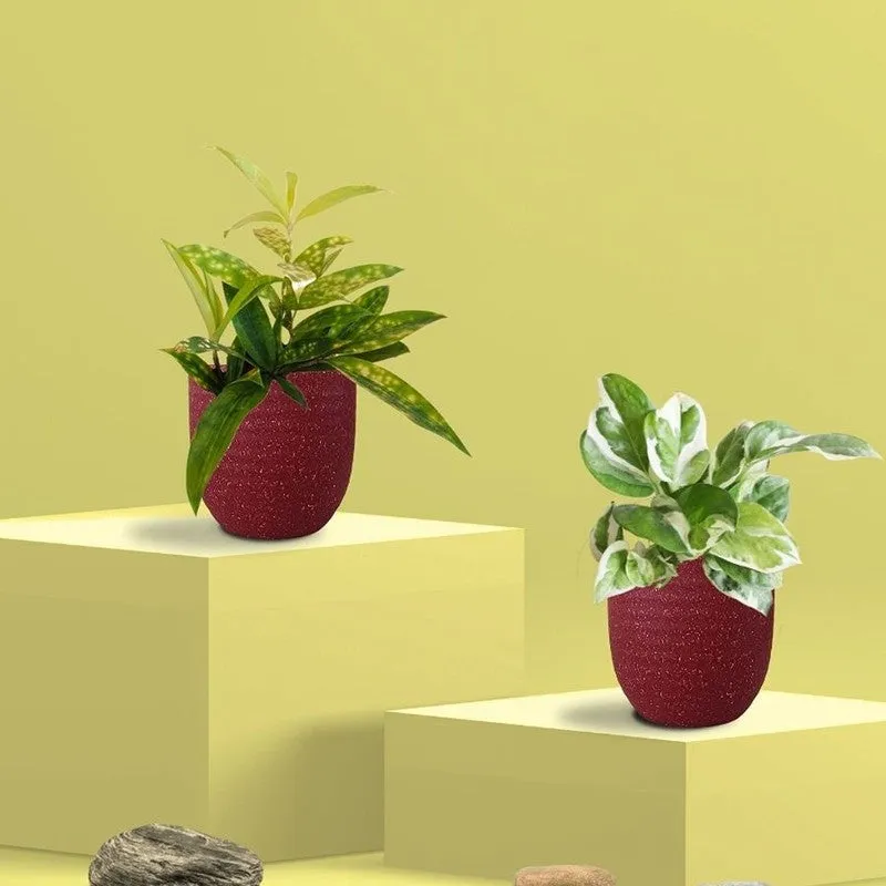 Greenkin Bamboo & Njoy Live Plants (Red) - Set Of Two media 3