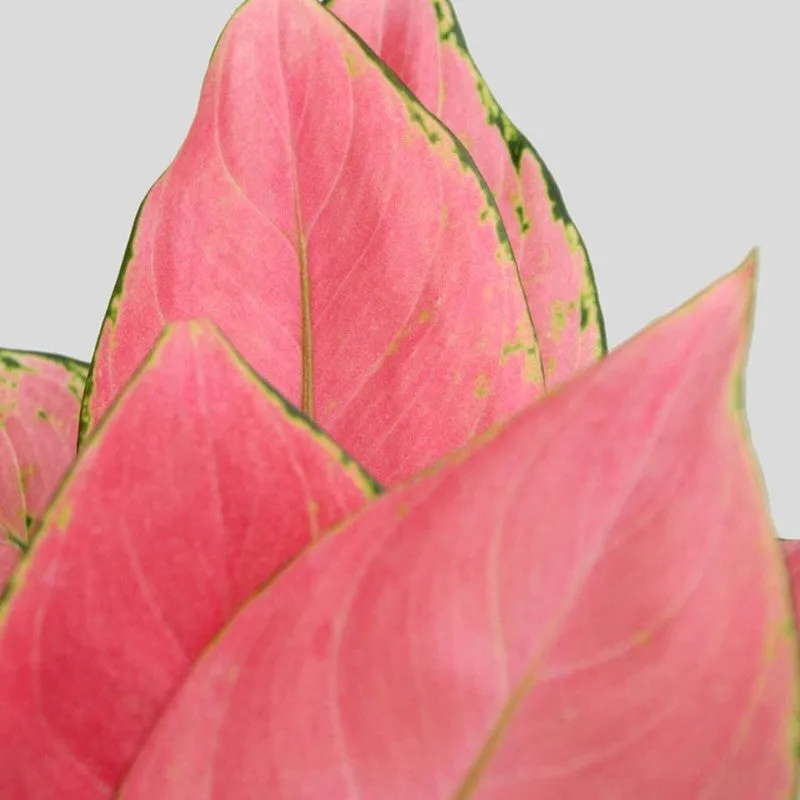 Greenkin Bedroom Live Plants - Set Of Three media 8