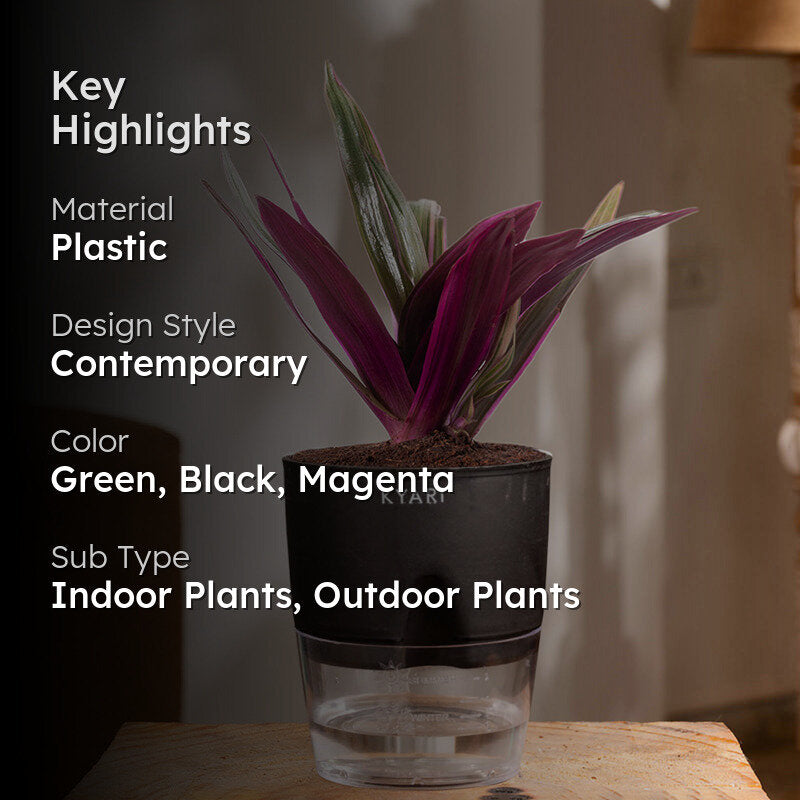 Kyari Oyster Plant With Self Watering Pot (Black) - 18 cm media 2