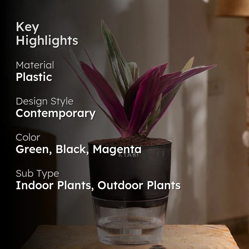 Kyari Oyster Plant With Self Watering Pot (Black) - 18 cm media 2