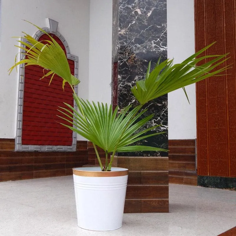 Nishma Golden Planter media 4