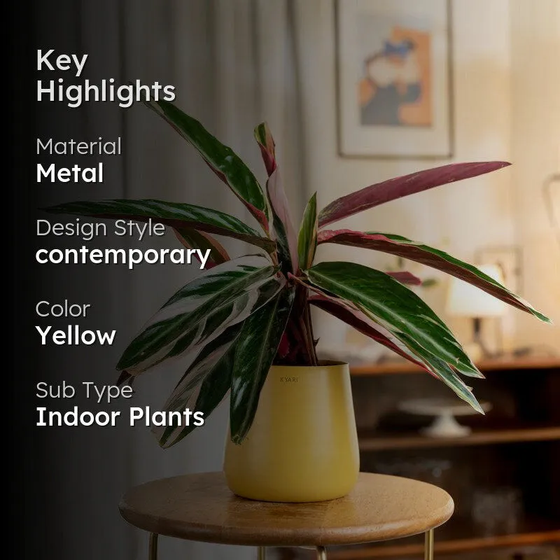 Kyari Calathea Triostar With Metal Self Watering Pot - Yellow media 2