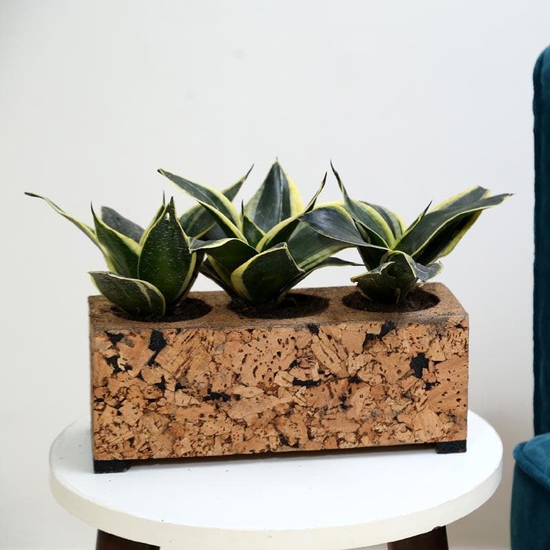 Corky Grove Tri Planter media 3