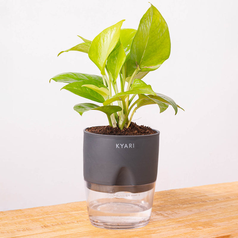 Kyari Golden Pothos With Self Watering Pot (Grey) - 18 cm media 6