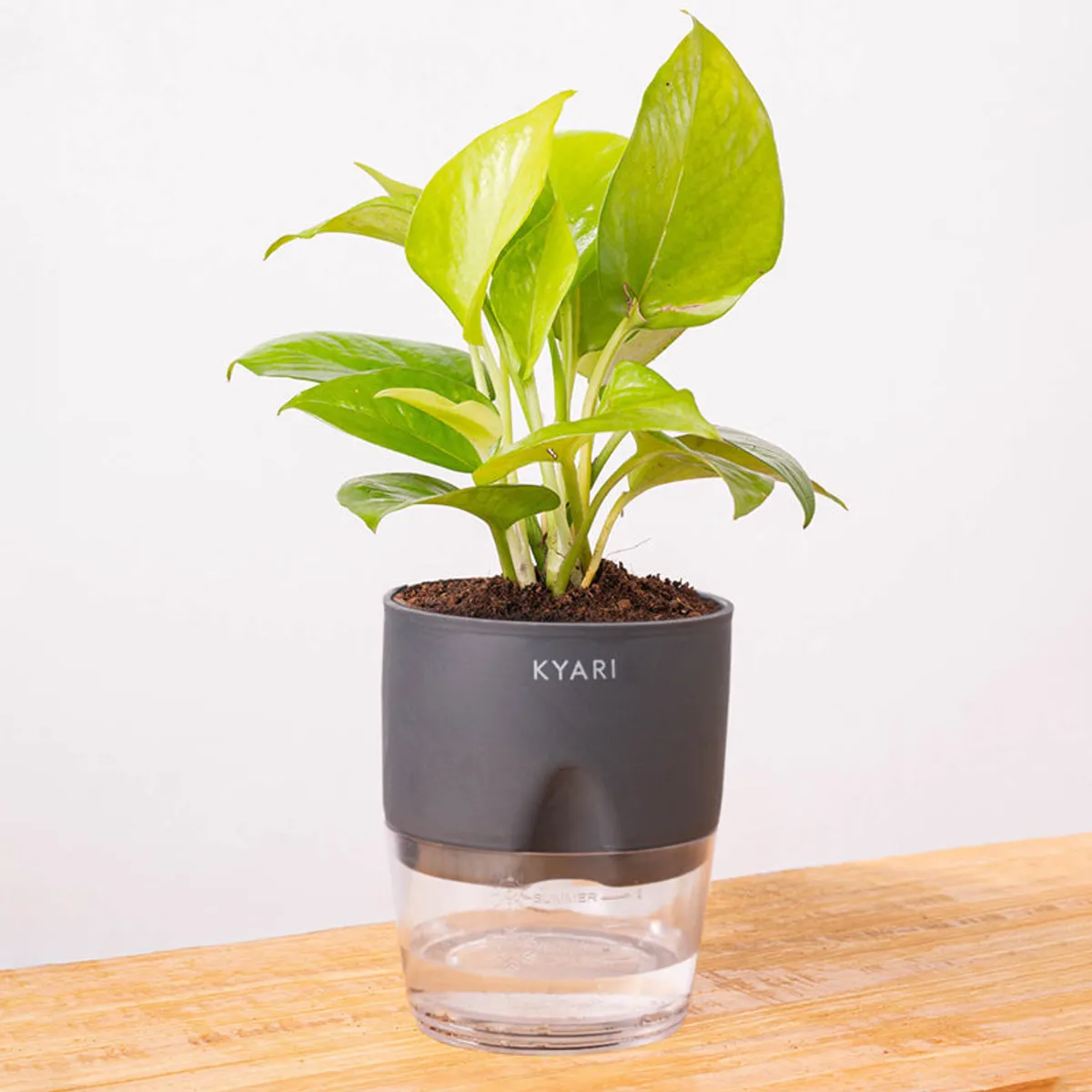 Golden Pothos in a grey pot against a plain background