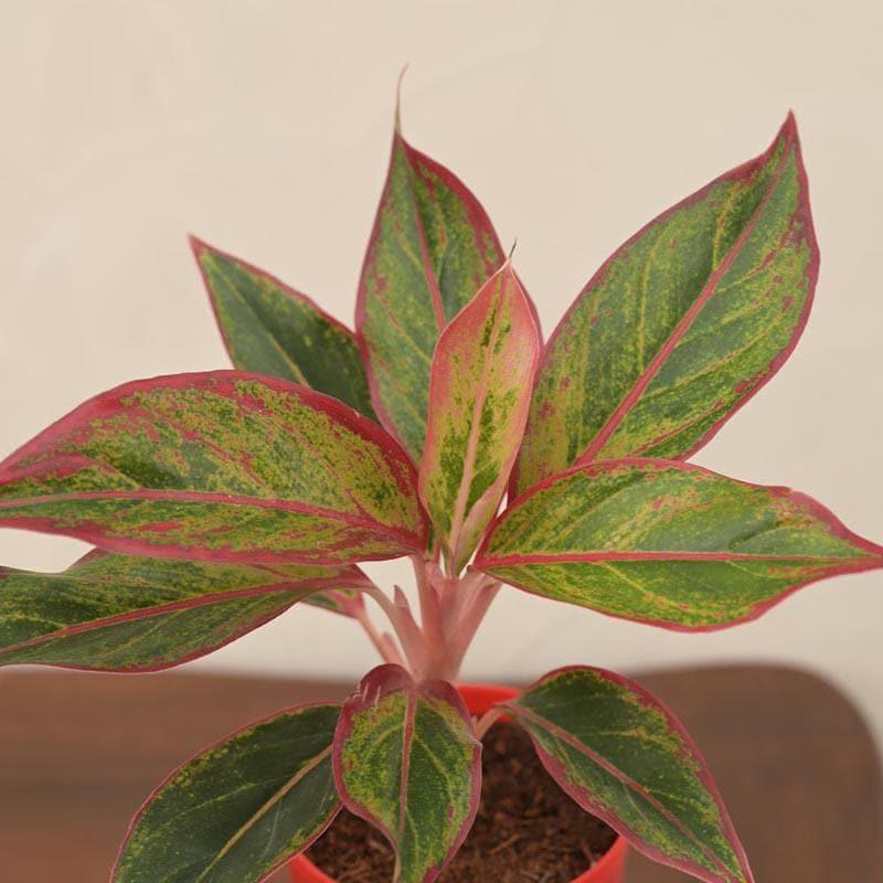 Ugaoo Aglaonema, Rubber Indoor Live Plants With Pot - Set Of Two media 5