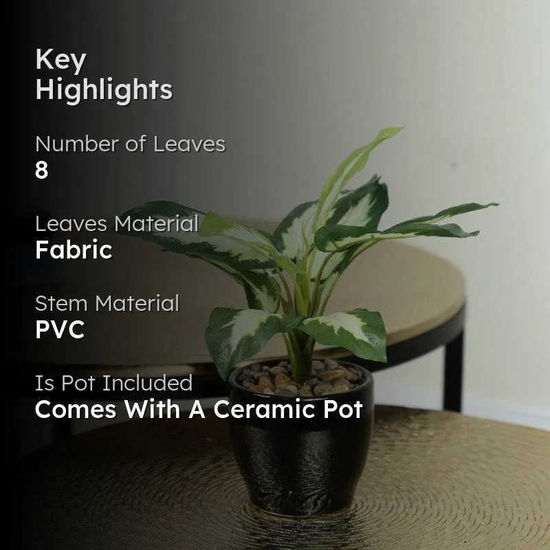 Artificial White Dieffenbachia Bonsai Plant With Ceramic Pot - 0.7 Feet media 2